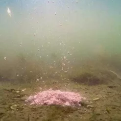 Nash Citruz Cultured Fizzing Stick Mix 5 Nash Citruz Cultured Fizzing Stick Mix -Karper Verkoop 2815698004