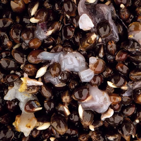 Nash Scopex Squid Hemp 2,5l 3 Nash Scopex Squid Hemp 2,5l - Afbeelding 3