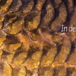 Westerlaan Publisher De Wraak Van De Weerhaak - Alijn Danau 13 Westerlaan Publisher De Wraak Van De Weerhaak - Alijn Danau -Karper Verkoop 3435770192