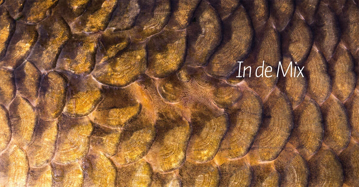 Westerlaan Publisher De Wraak Van De Weerhaak - Alijn Danau 7 Westerlaan Publisher De Wraak Van De Weerhaak - Alijn Danau - Afbeelding 7